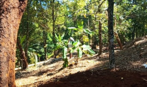 Dari Alam ke Pasar Potensi Kebun Kecamatan Cikakak Sukabumi Tingkatkan Kesejahteraan